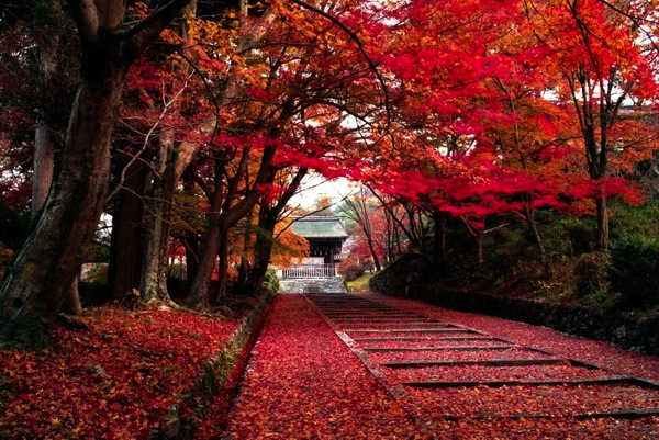 đi du học Nhật Bản được ngắm mùa lá đỏ