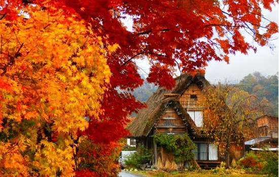 Rừng phong Nhật Bản đẹp vô cùng vào mùa thu
