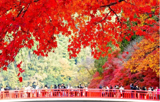Rừng phong Nhật Bản tuyệt đẹp bắt đầu vào giữa tháng 10 đến tháng 11