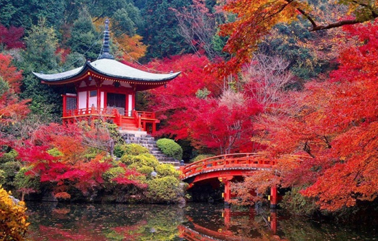 Du khách có thể chọn cố đô Kyoto để ngắm rừng phong Nhật Bản