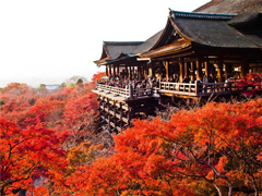 Rừng phong Nhật Bản vô cùng tuyệt đẹp vào mùa thu